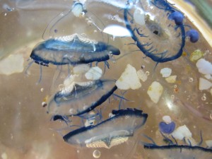 Velella velella jellies and microplastic (Photo by Annie Crawley)
