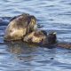 Saving sea otters: Continued threats