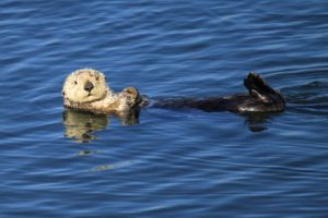 Saving sea otters:  One cool job