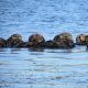 Saving sea otters: Sharing a trophic cascade