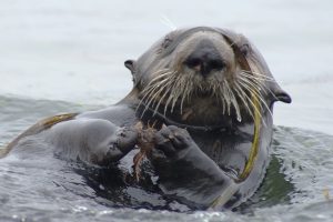 Saving sea otters: Your call to action