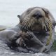 Saving sea otters: Your call to action