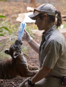 Elise Montanino feeds a tiger cub rejected by his mother.