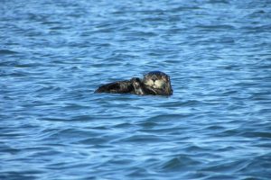 Saving sea otters:  Environmental heroes