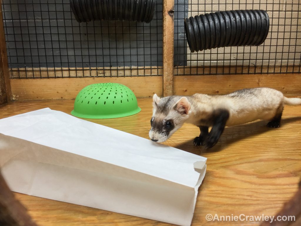 Zoo scientist saves black-footed ferrets one kit at a time