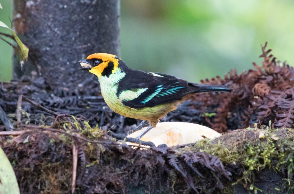 Flame-faced Tanager 