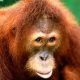 LitLinks: Orangutans help students read with purpose & demonstrate understanding