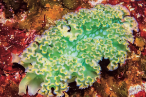 lettuce sea slug