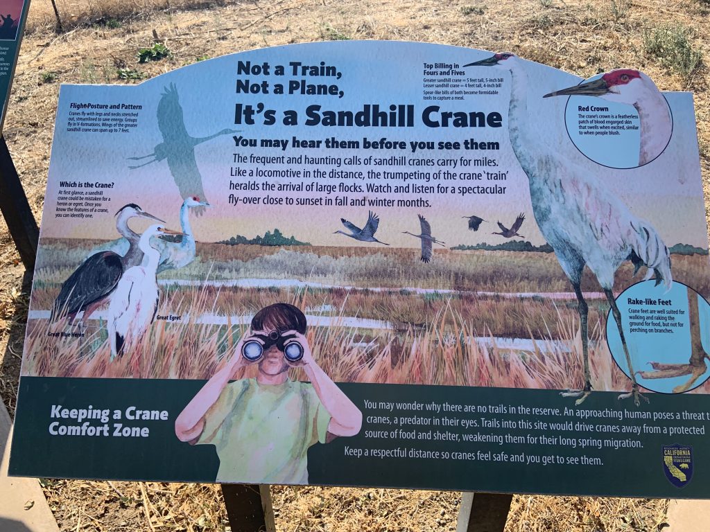 Sandhill Crane info