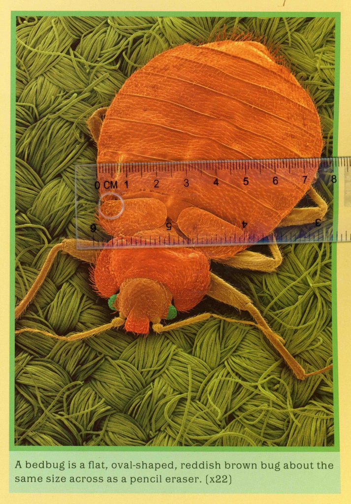 bed bug009-2 copy