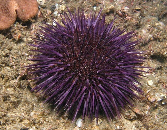sea urchin photo