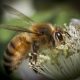 LitLinks: The buzz about honey bees