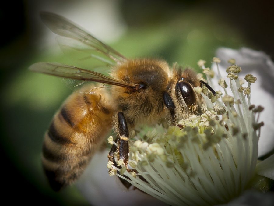 "July Honey Bee" by MattX27 is licensed under CC BY-SA 2.0