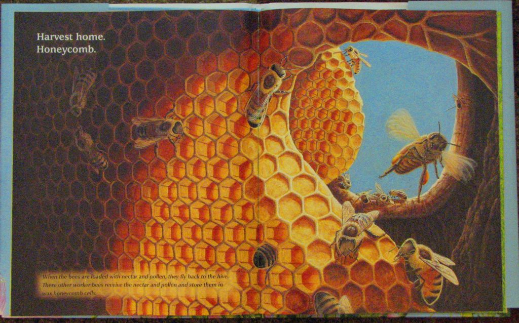 Honey bee interior image