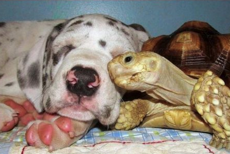 Dog-turtle - wonder