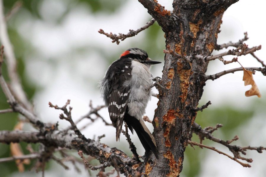 woodpecker -- birds