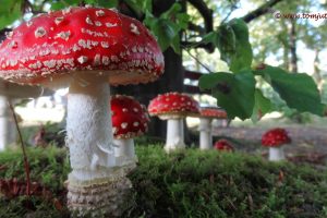 Fly agaric mushrooms, Netherlands
