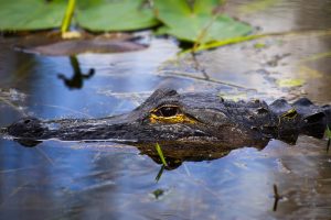 American alligator - Everglades National Park