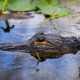 LitLinks: Using the Everglades to develop a love of nature