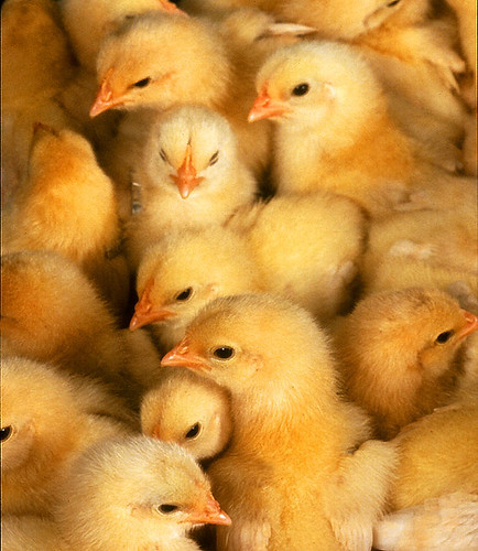 LitLinks: Kids see chicks hatch with their own eyes!