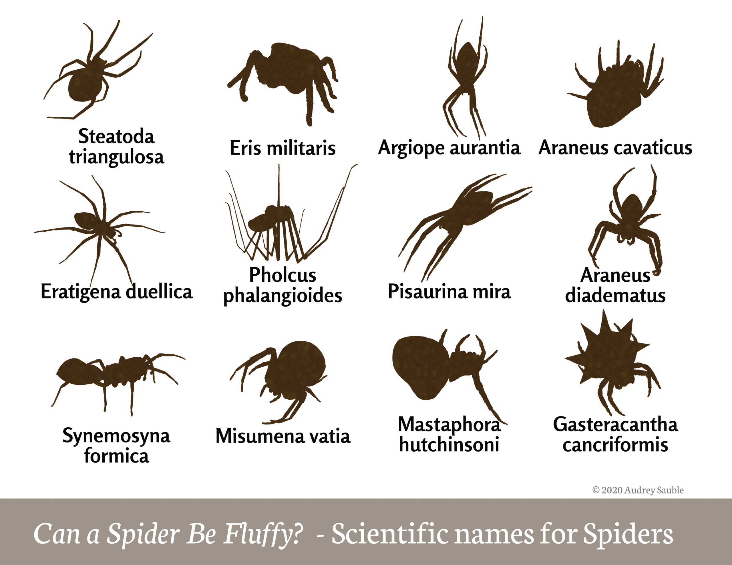 🕷 Learn Types of Spiders In English! English Spider Species Popular Types  of Spiders 