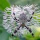 LitLinks: The amazing tricksy world of spiders