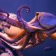 LitLinks: STEAMing up 8 ways to octopus art