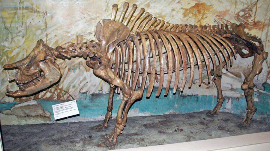 Fossil rhinocerous-JamesSt.John