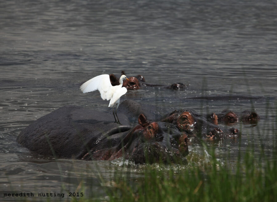 Egret and Hippo - 23391404342_3000fae007_b