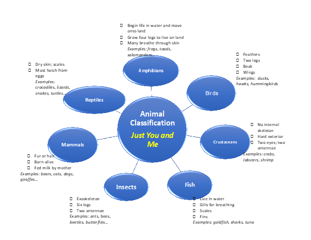 Animal classification chart