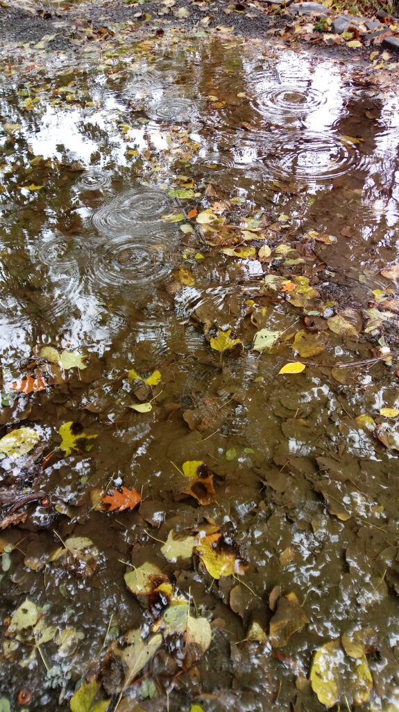 puddle in rain