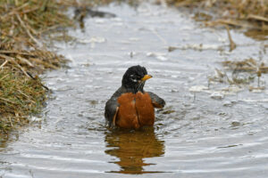 robin in puddle (photo credit Brian Henderson)