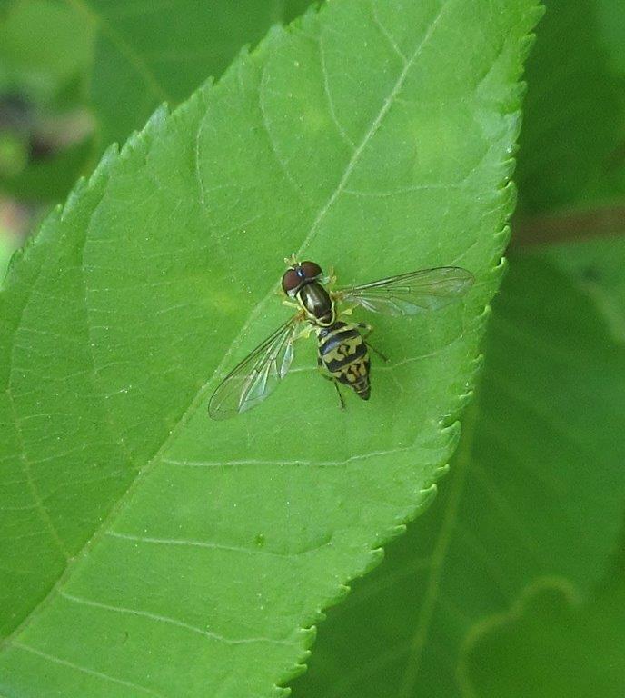 small flower fly 2019-05-31
