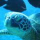 LitLinks: Discover the surprise inside the stomach of a sea turtle