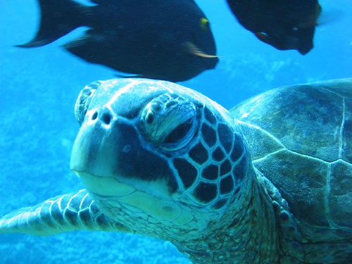 Sea turtle image