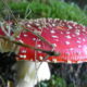 LitLinks: How to use funky fungi to teach across your curriculum