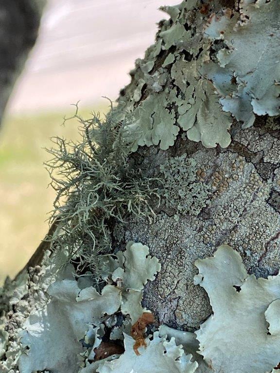 fungi_ lichen
