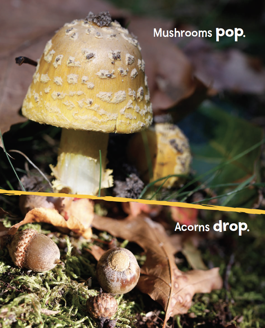 Mushrooms pop - interior