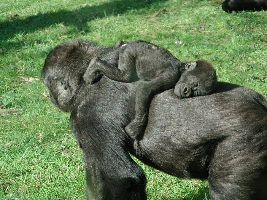 Primate-gorilla