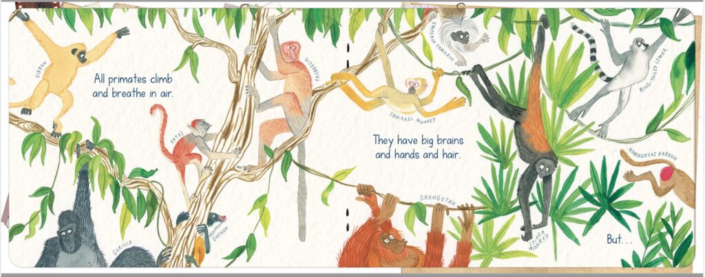 Peculiar Primates - Opening spread jpeg