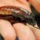 LitLinks: How do tiny insects defend themselves in a BIG world? Let’s find out.