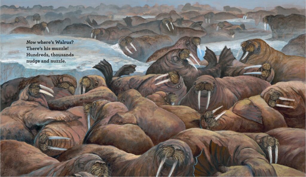 Walrus herd
