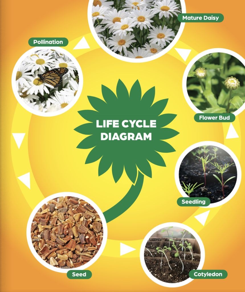 Life Cycle Diagram_p29_LisaLOwens