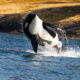 LitLinks: How to protect orca communication with science communication