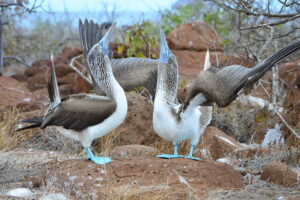 blue-footed-boobies