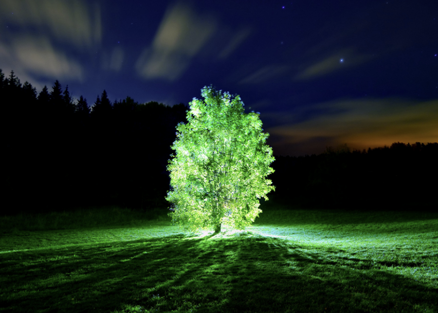 glowing tree