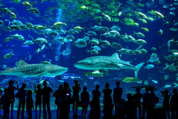 "Aquarium"-by-ChaChaWei is licensed under CC BY-NC-SA 2.0.