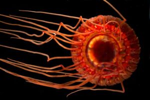 Operation-Deep-Scope-2004:-Eye-in-the-Sea-- Bioluminescence"-by-NOAA-Ocean-Exploration-&-Research