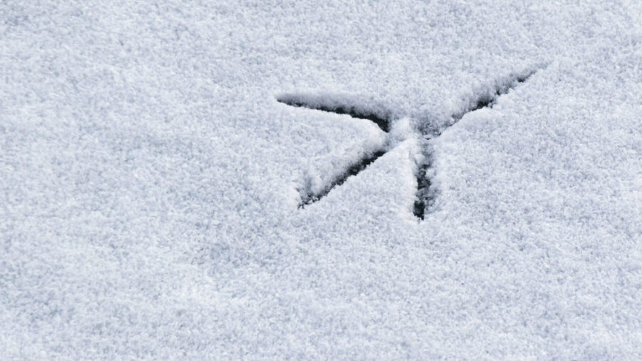 Crow-track-in-snow