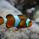 LitLinks: Clown fish + creativity cement understanding of life cycles